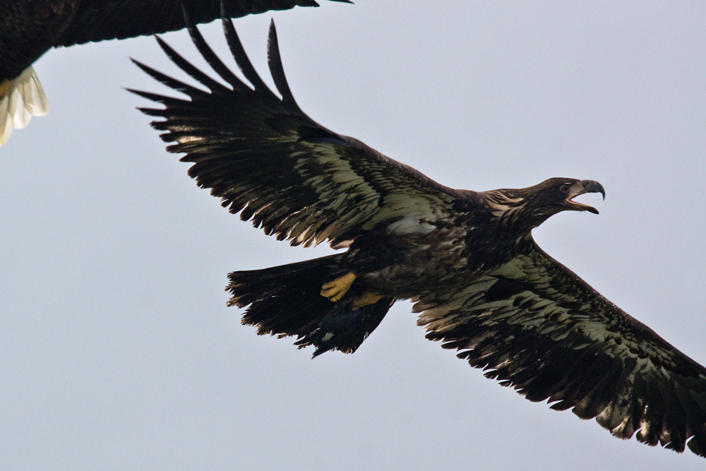Click to see a larger image. Adult and Juvenile Bald Eagles playing